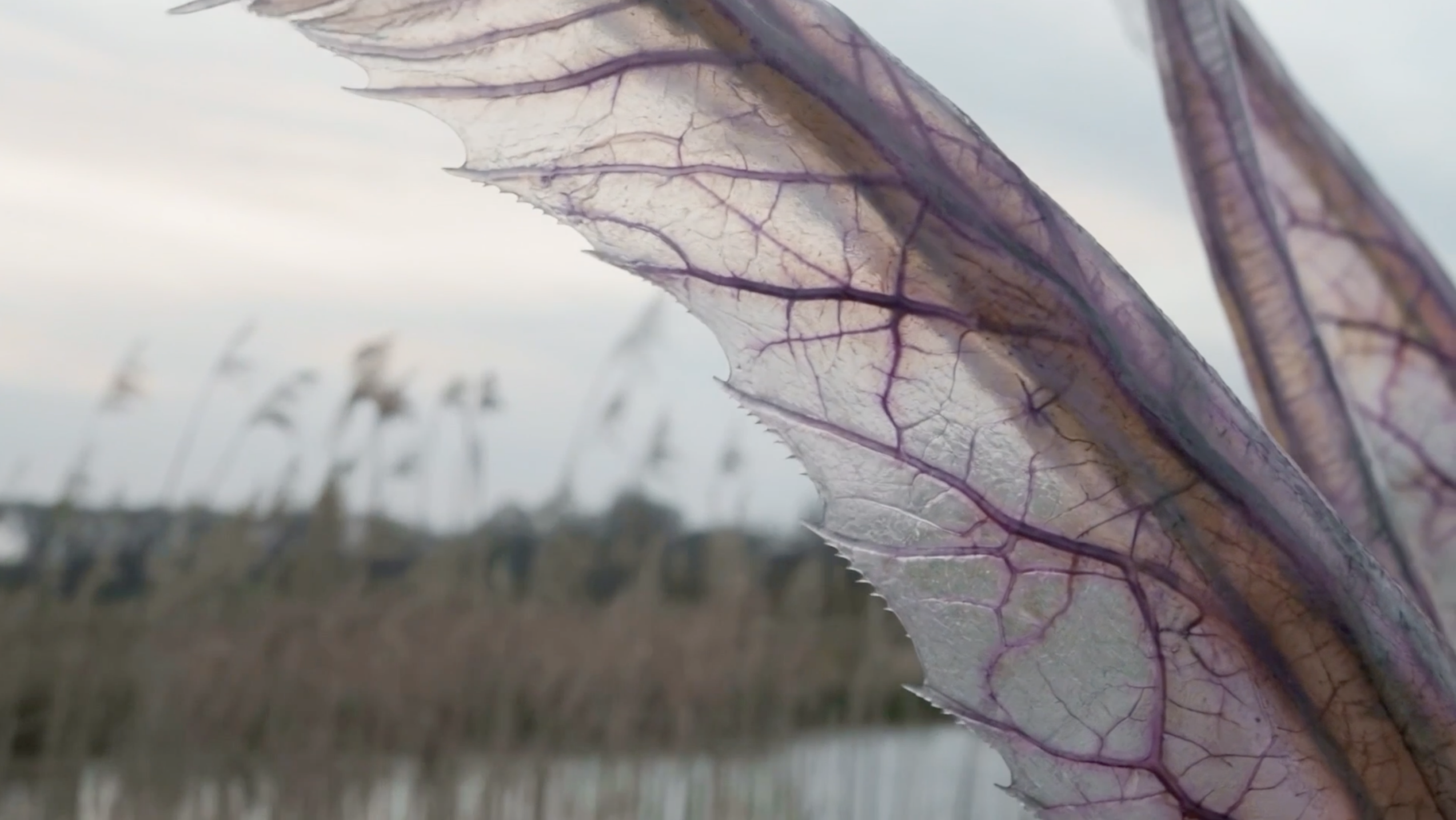 Ambassadors project blending cinematography and generative AI imagery